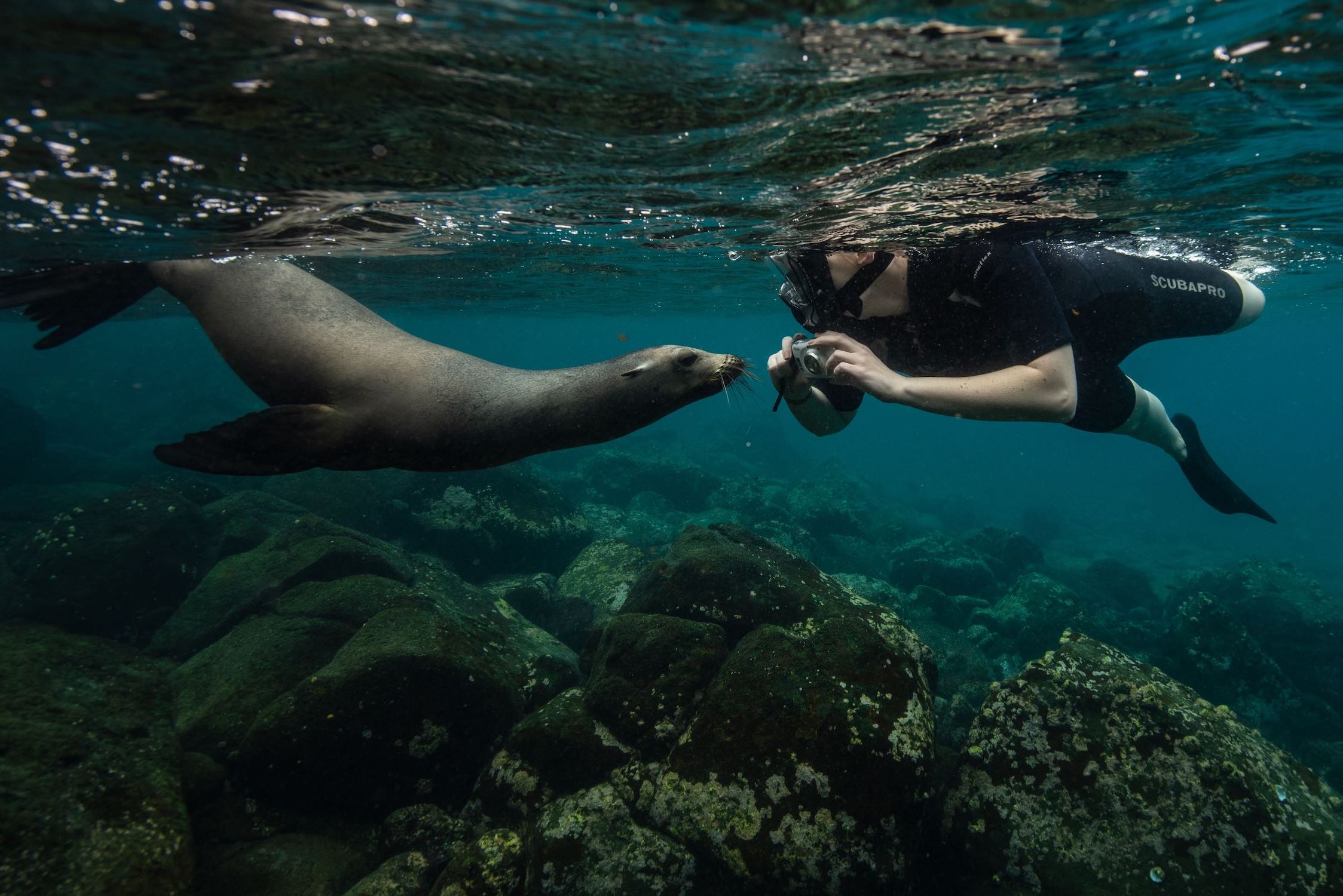 Noth Seymour Galapagos Experience Sea Lion Playing