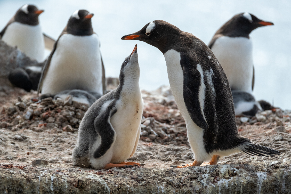 Penguin Chick Sin Antarctica Silversea
