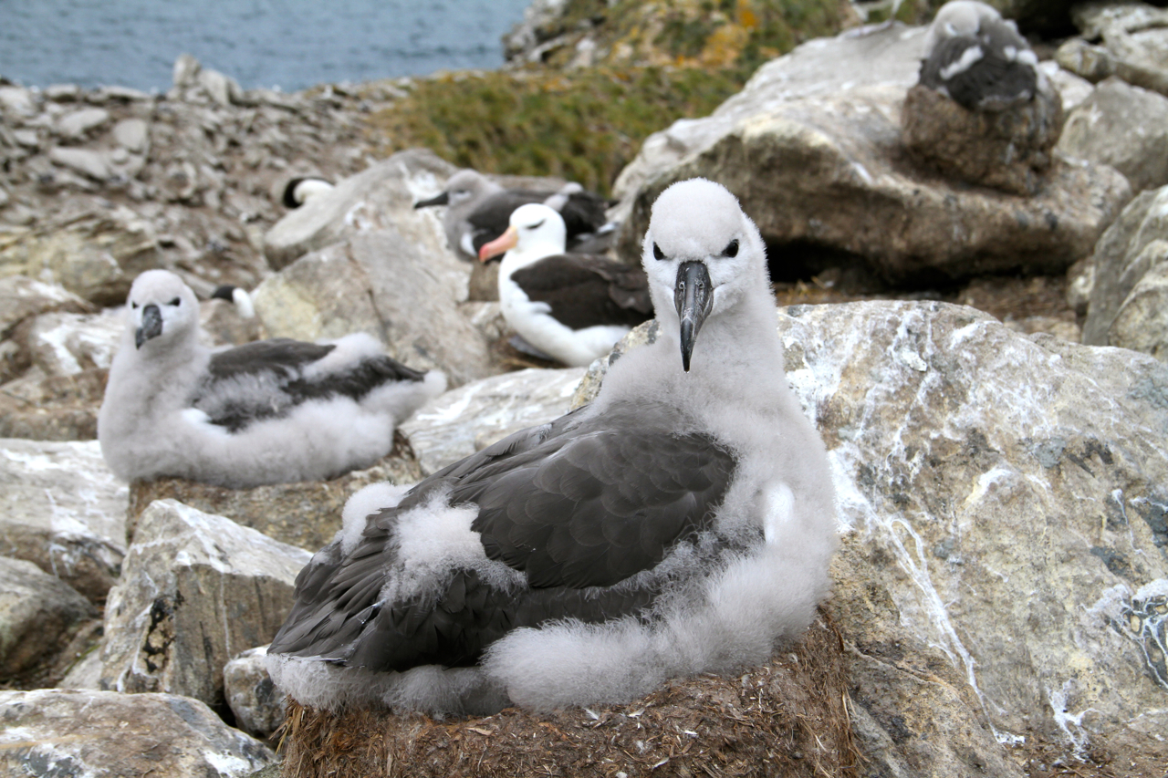 Black Browed Albatross Falkland Islands 43