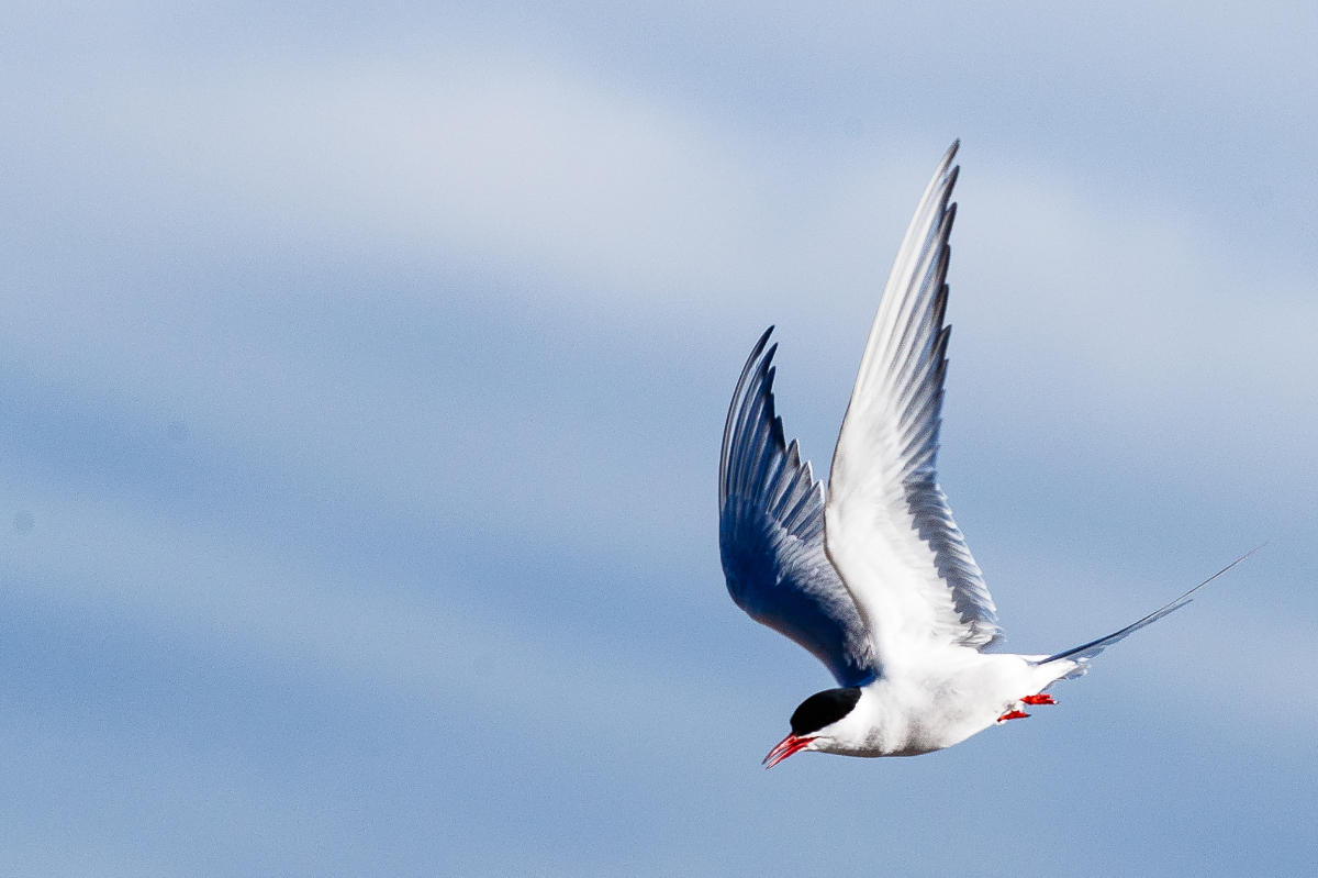 Quark NICKYSOUNESS Arctic Svalbald Bird Arctic Tern