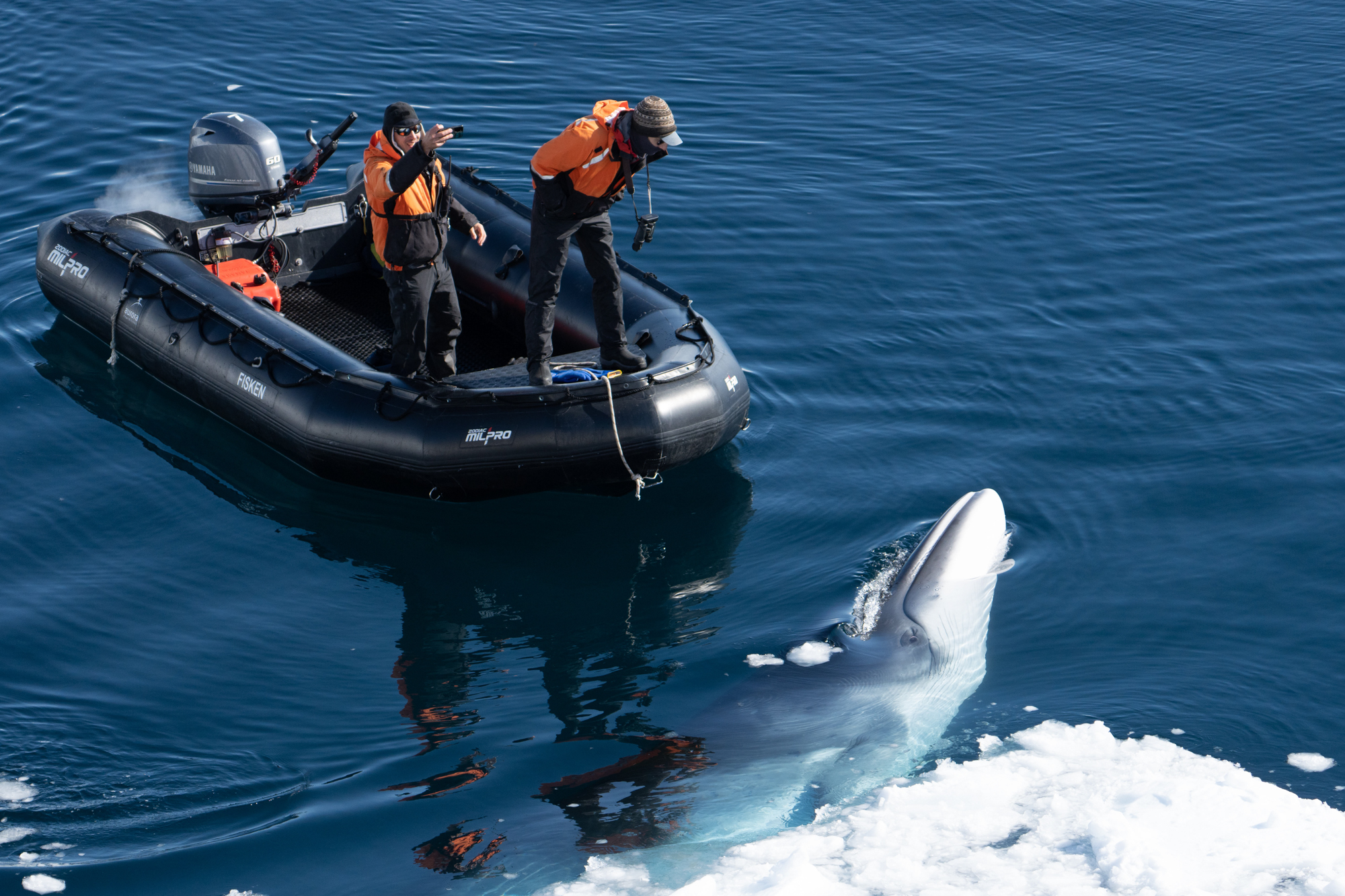 Zodiac close to a Minke Whale in Antarctica by Jamie Lafferty