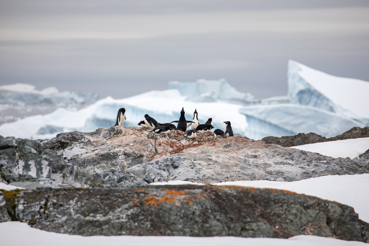 Adelie Penguins Antarctica Pia Harboure