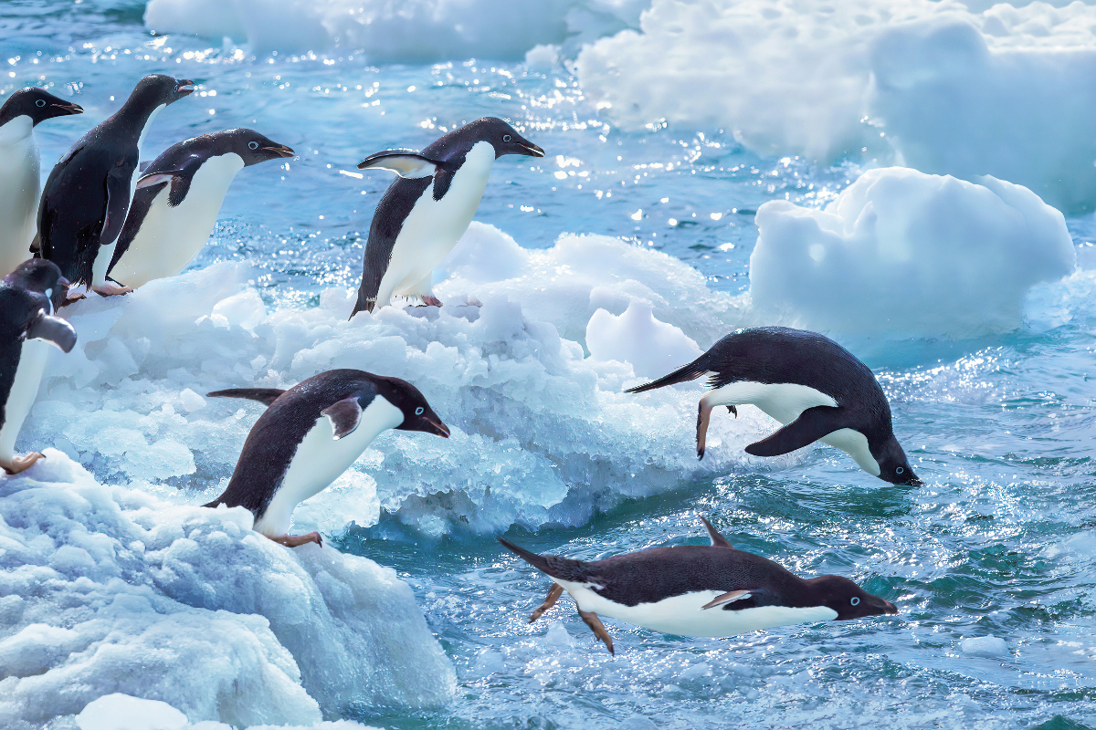 Penguins In Antarctica Hapag Lloyd