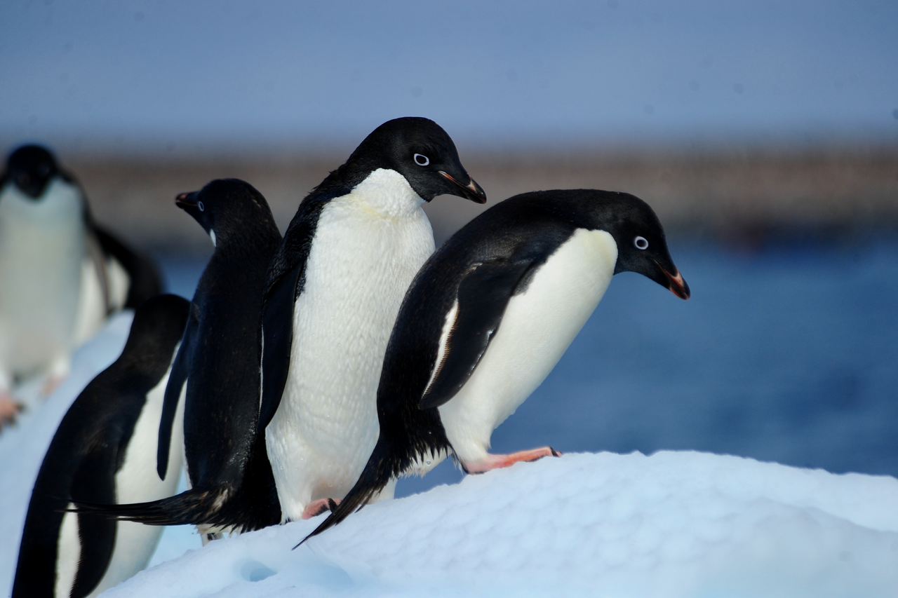 Rb Adelie Penguins On Ice 9 Adelie Penguins On Ice 9 110