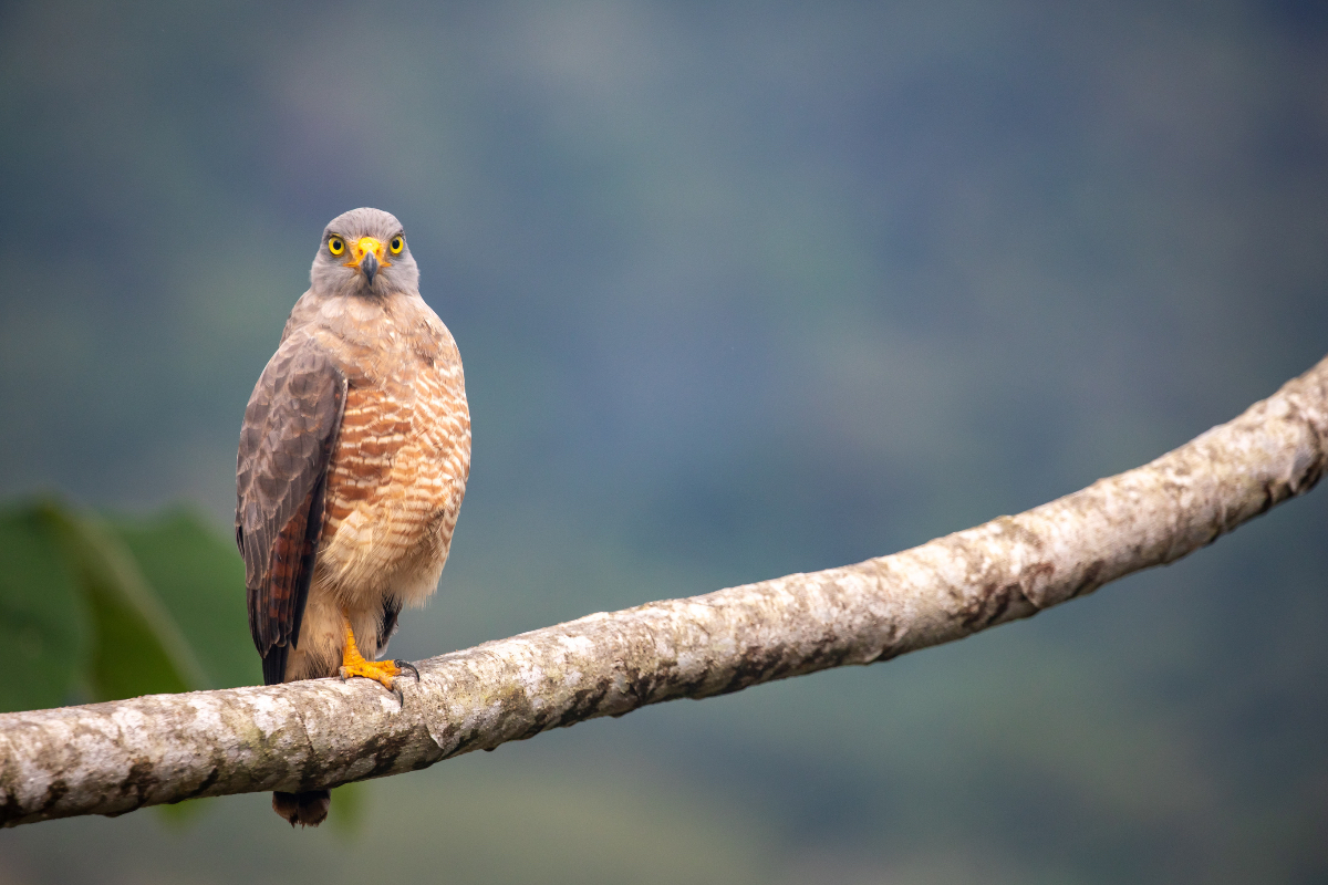 Costa Rica Bird Of Prey 998