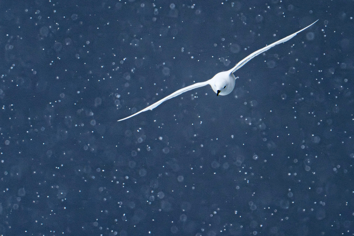 Seabird Antarctica By Jamie Lafferty Snow Petrel 2257
