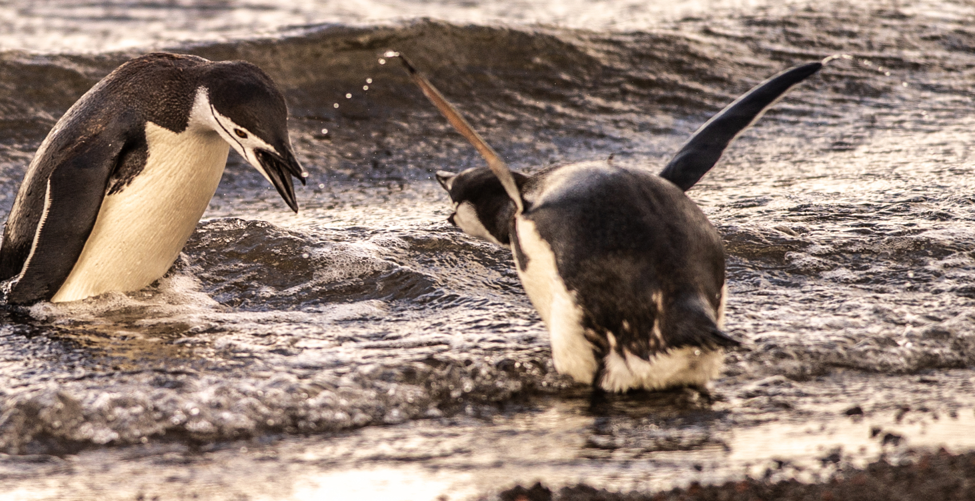 Whalers Bay Deception Island Chinstraps Sparring Copy Mark Stratton