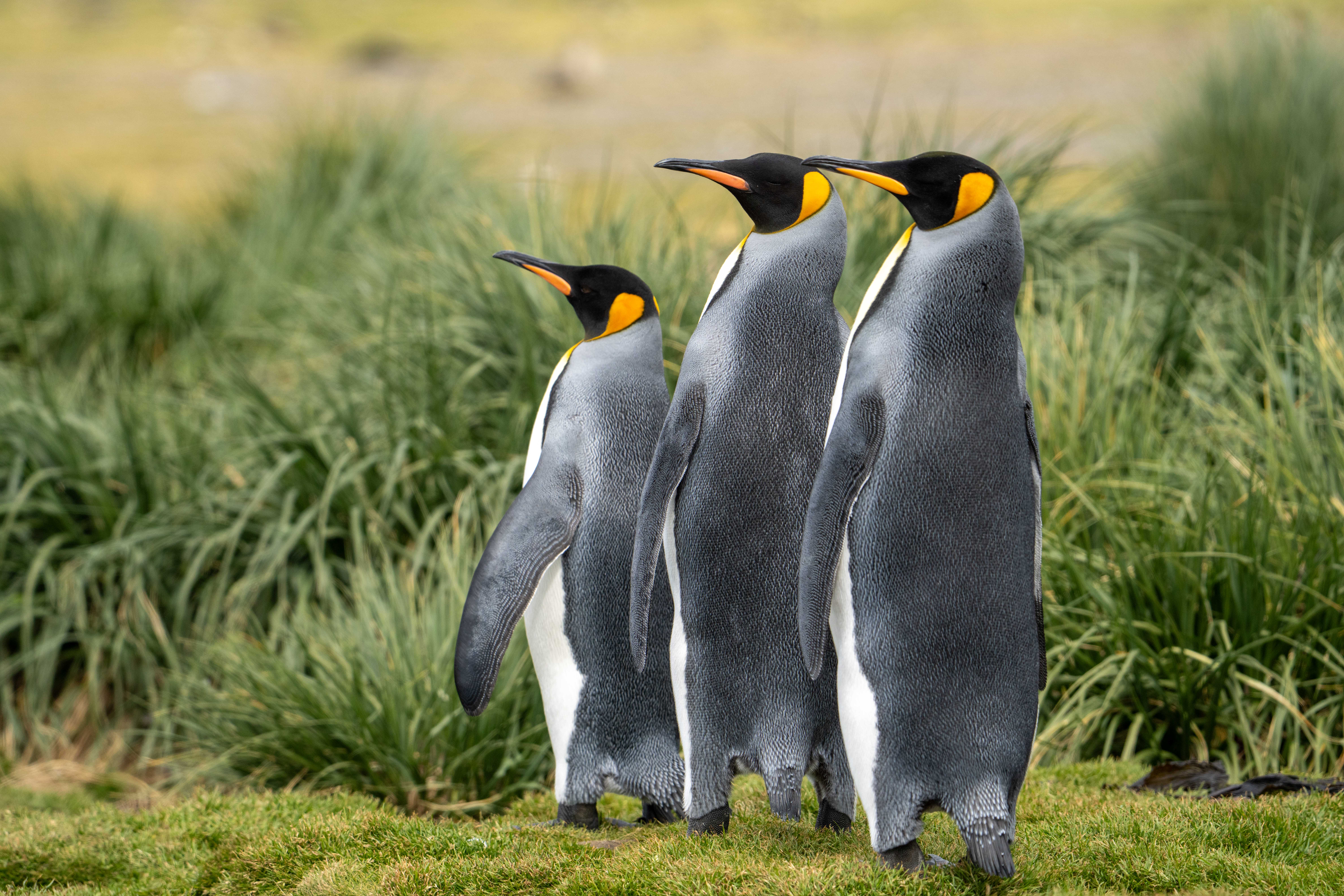 King Penguins on South Georgia by Jamie Lafferty
