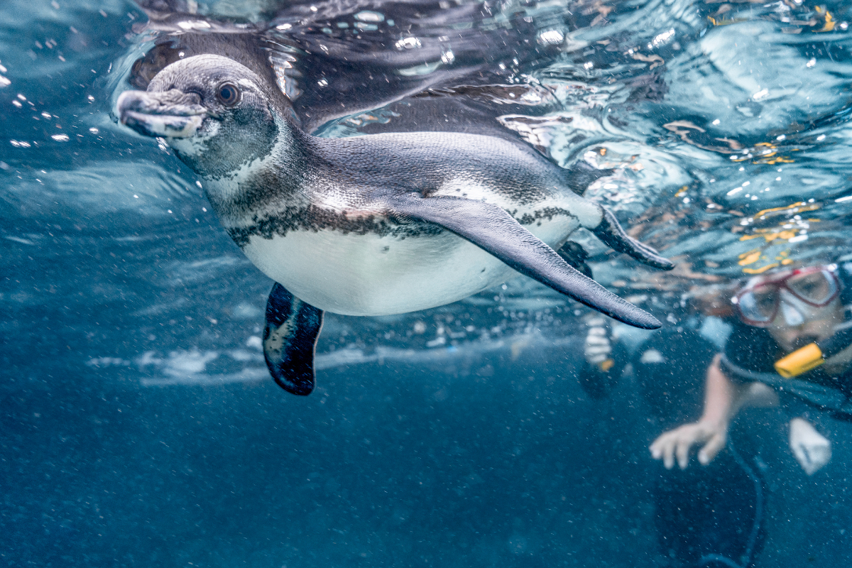 DAY 8 (2) Isabela Island