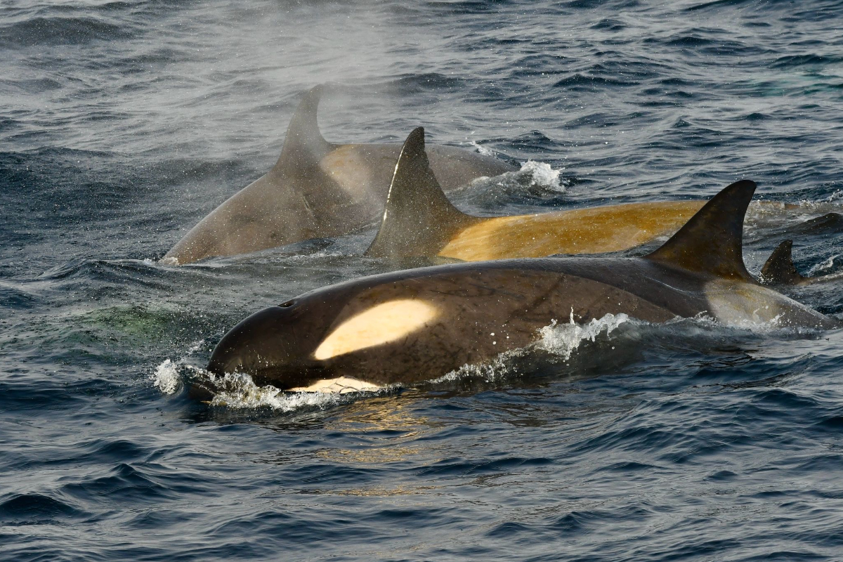 Type B Orca In Gerlache Strait Anatrctica Peninsula 3290 (1)