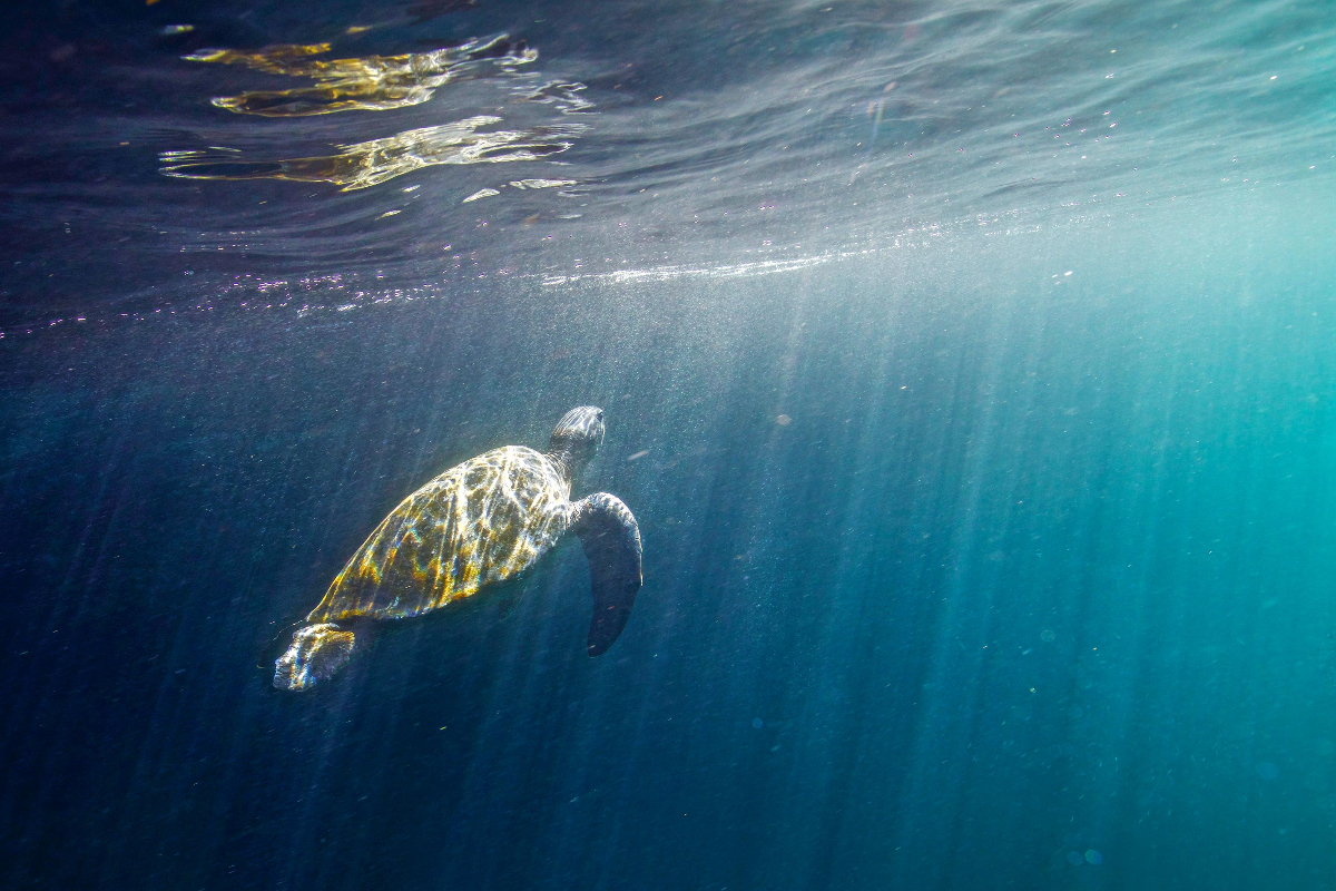 LEX Ecuador Galapagos Islands Sea Turtle Lindblad