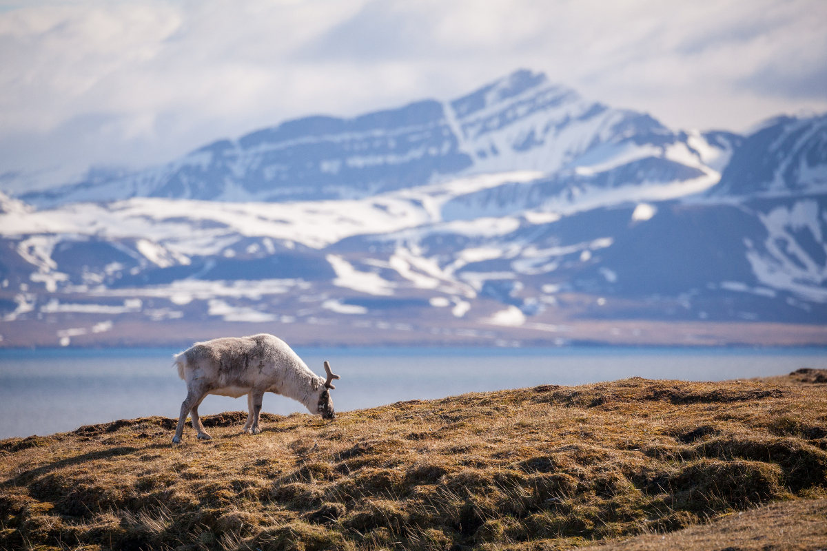 Svalbard Reindeer Alkehornet Acaciajohnson Quark 4125