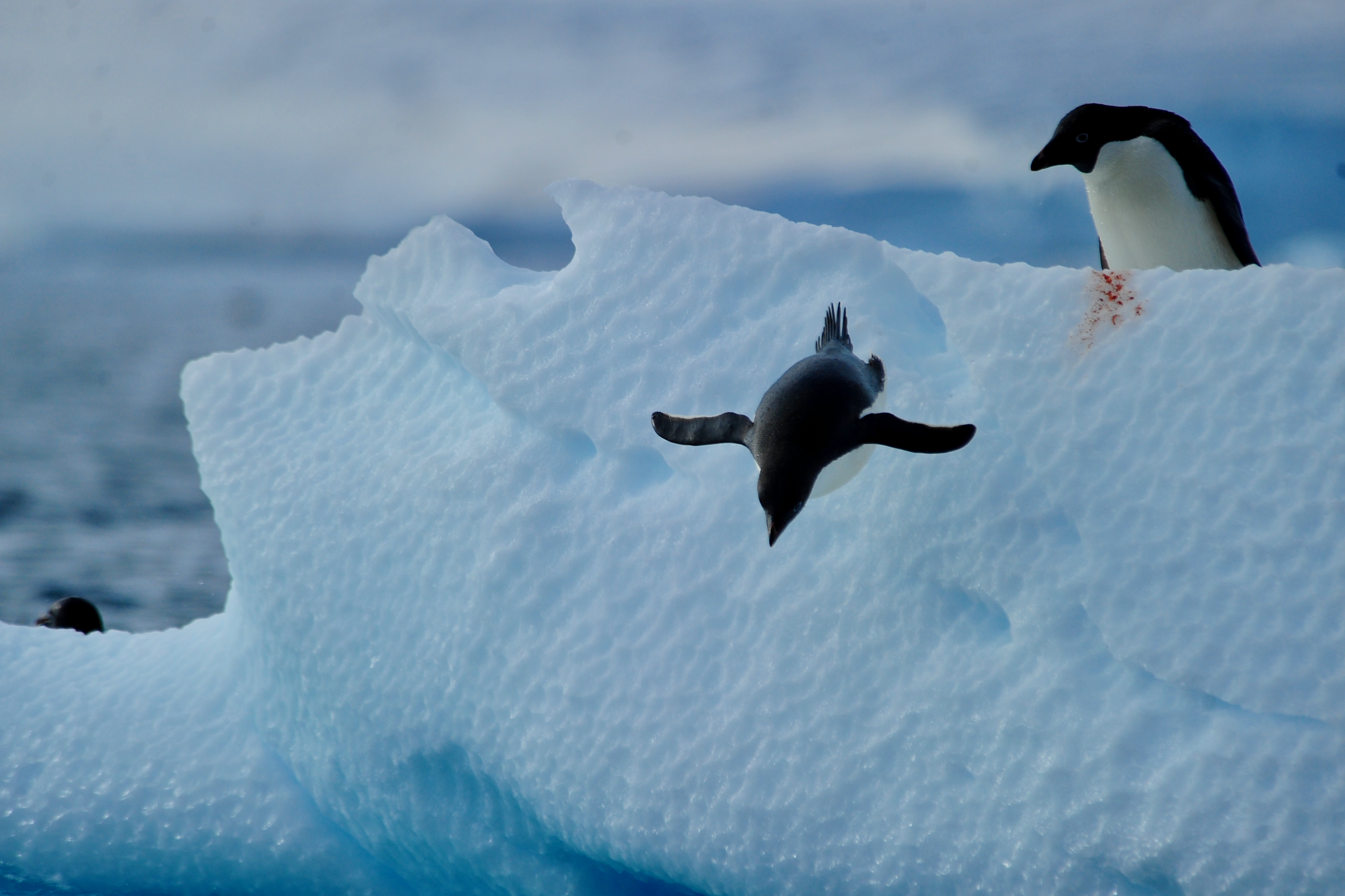 Adelie Penguins Diving