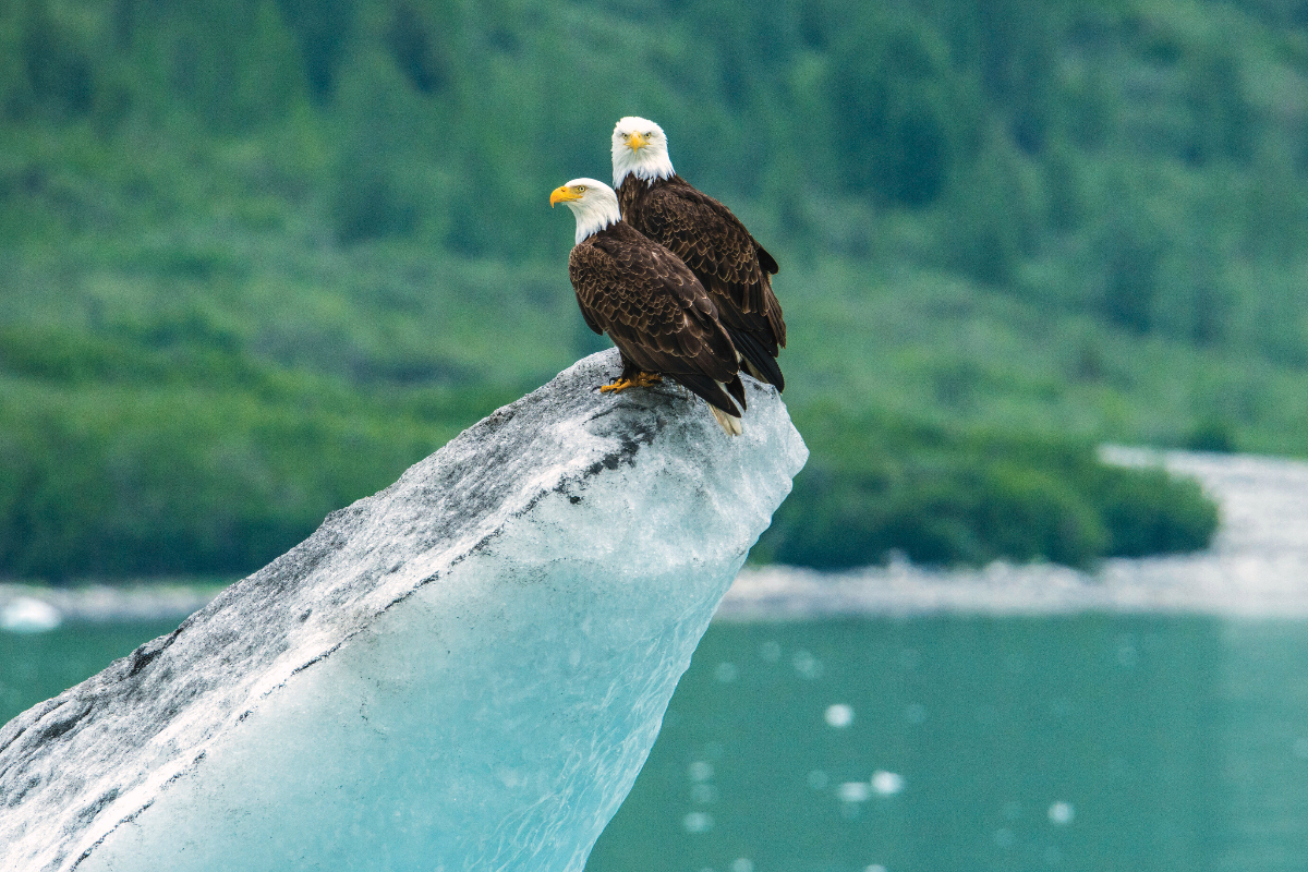 LEX US Bald Eagles Alaska Glacier Bay