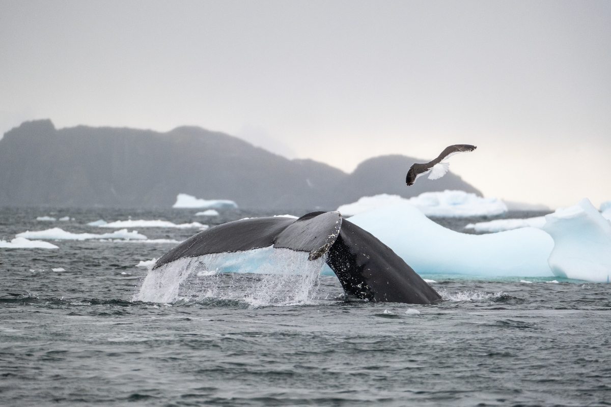 Whales In Antarctica Silversea