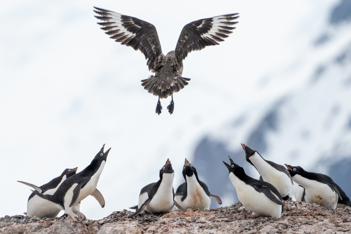 Gentoo Penguins Defending From Southern Giant Petrel Antarctica Jamie Lafferty 2258