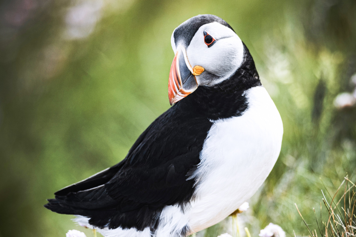 Scotland SHETLAND Puffin ©Studioponant Soa Lesport