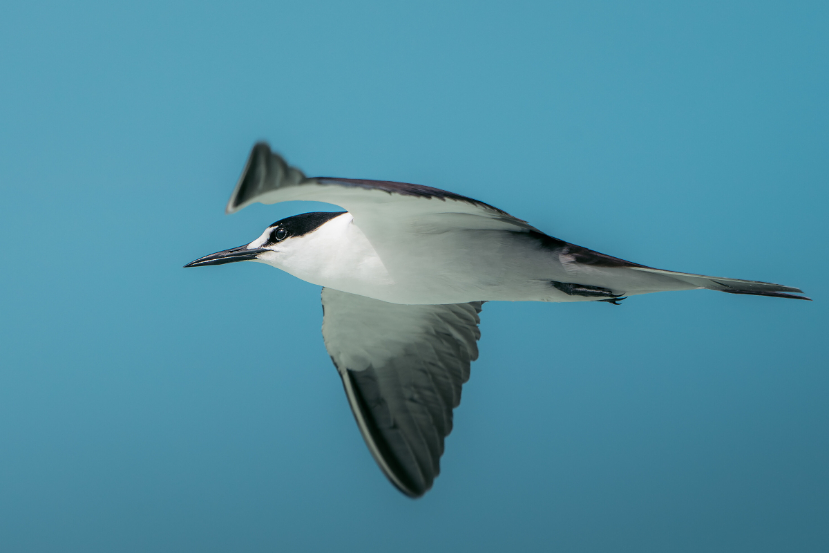 SSC Ashmore Reef Silversea (1)