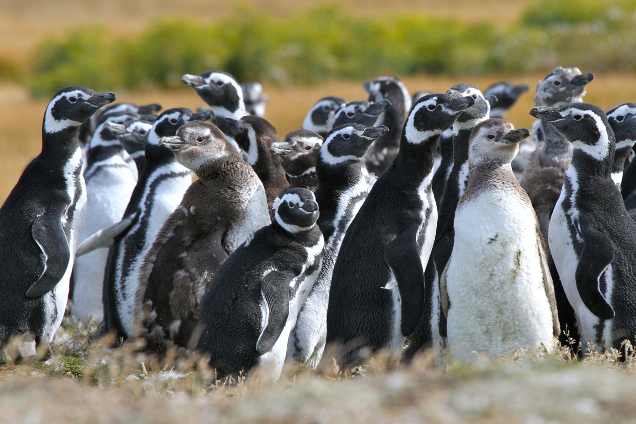 Magellanic Penguins