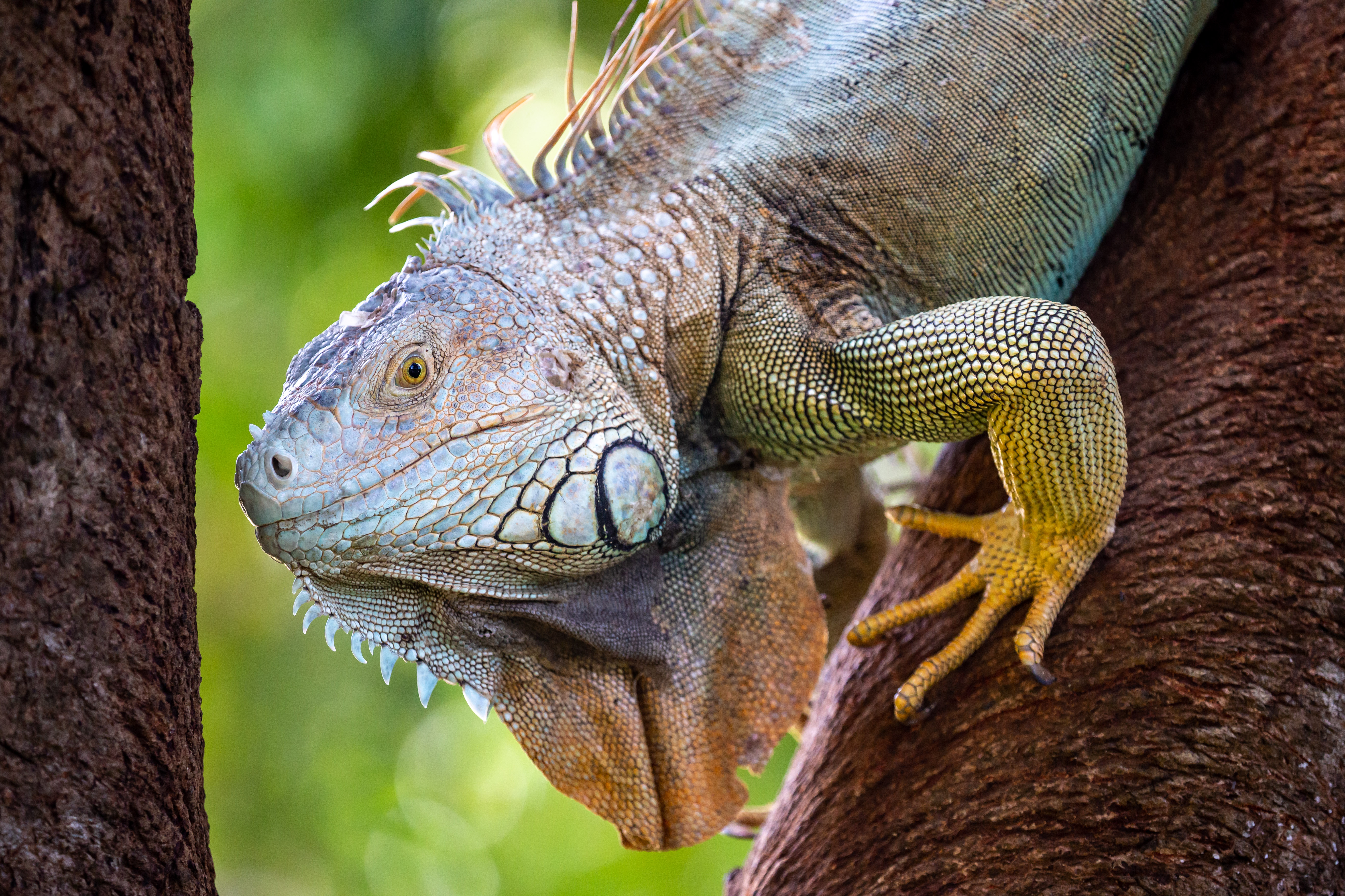 Costa Rica Iguana