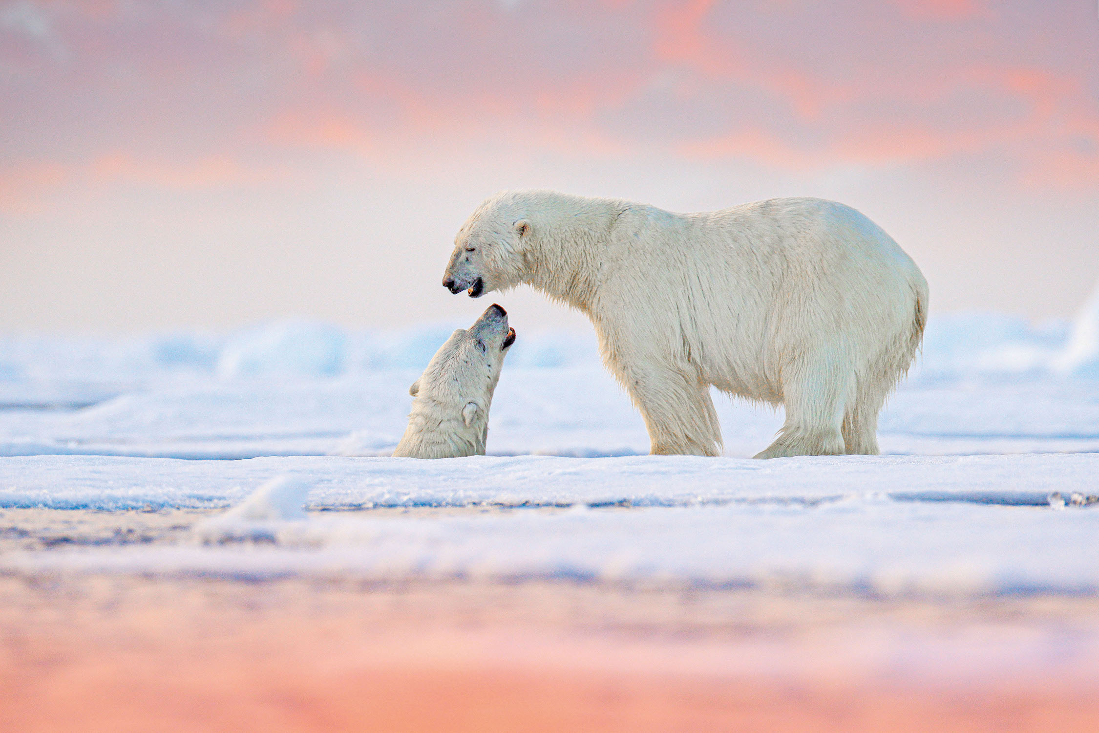 SE Svalbard Polar Bears 001