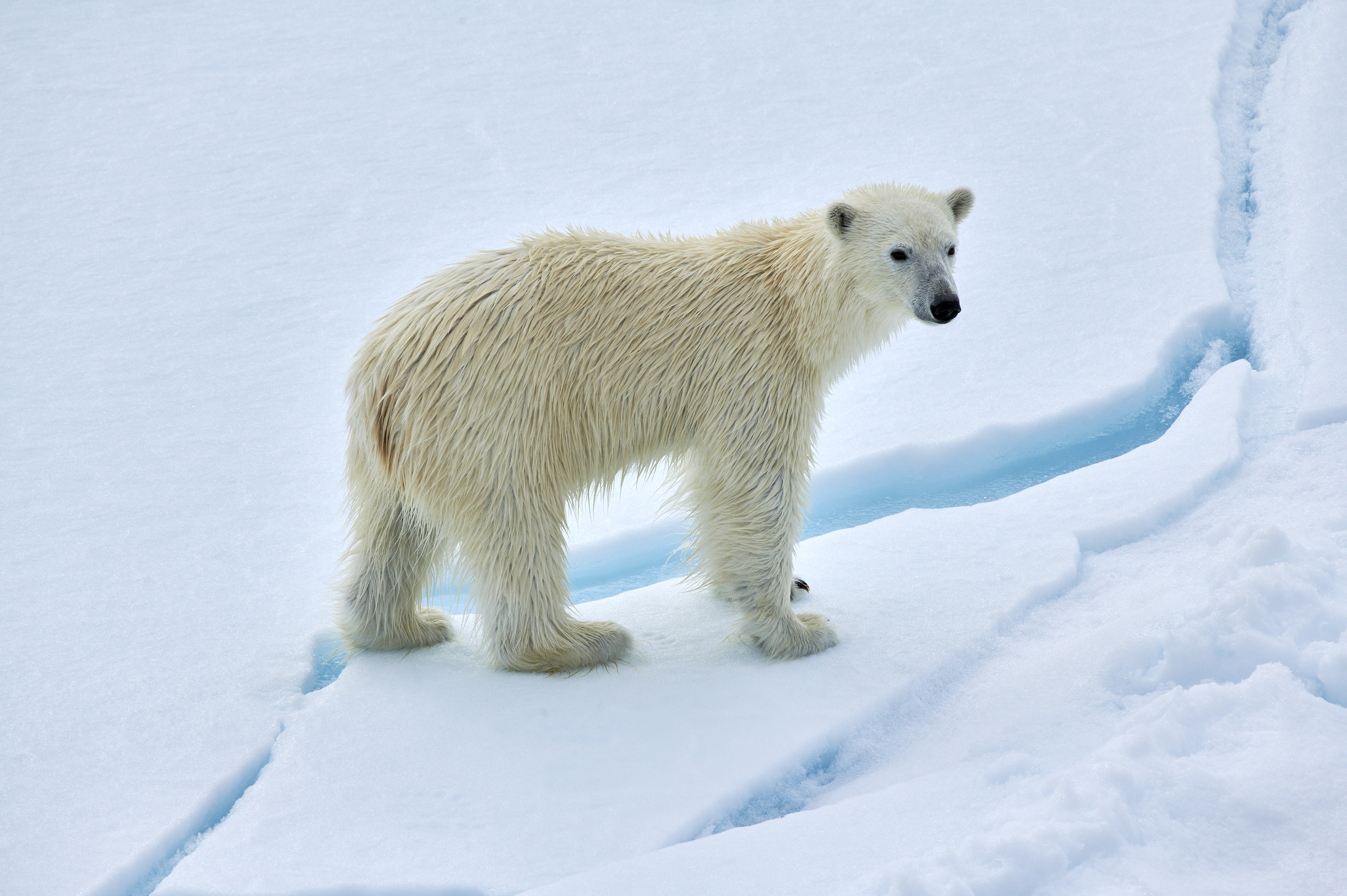 ©Mikelouagie MLX 1609 Greenland PONANT Polar Bear