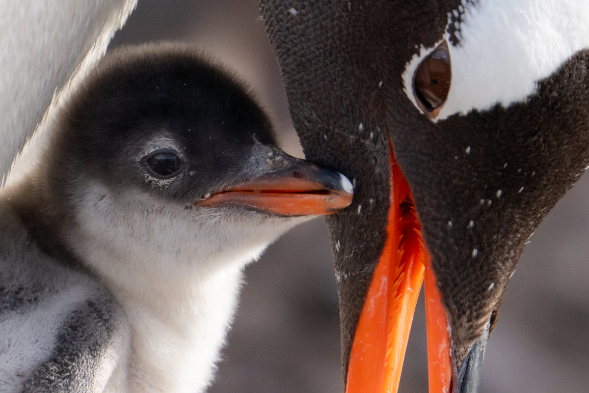 Antarctica Jamie Lafferty AE