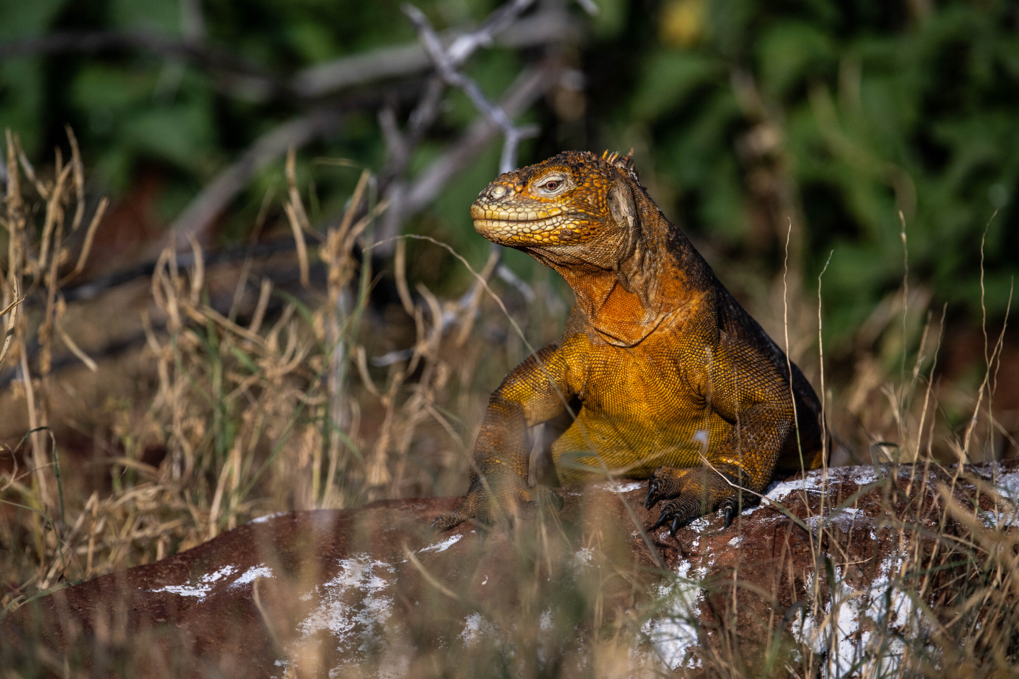 Galapagos Marine Iguana By Sarah Marshall