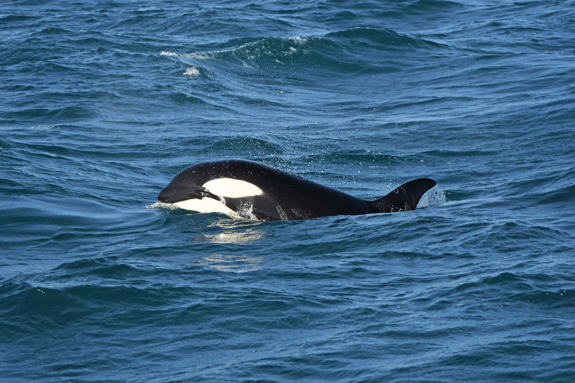 Iceland Orca 3 Billy Heaney 383