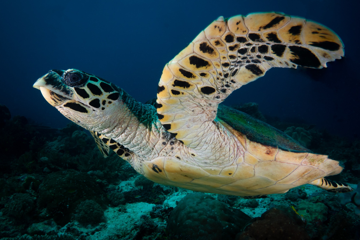 Sea Turtle Dampier Strait Raja Ampat Indonesia; Kris Mikael Krister