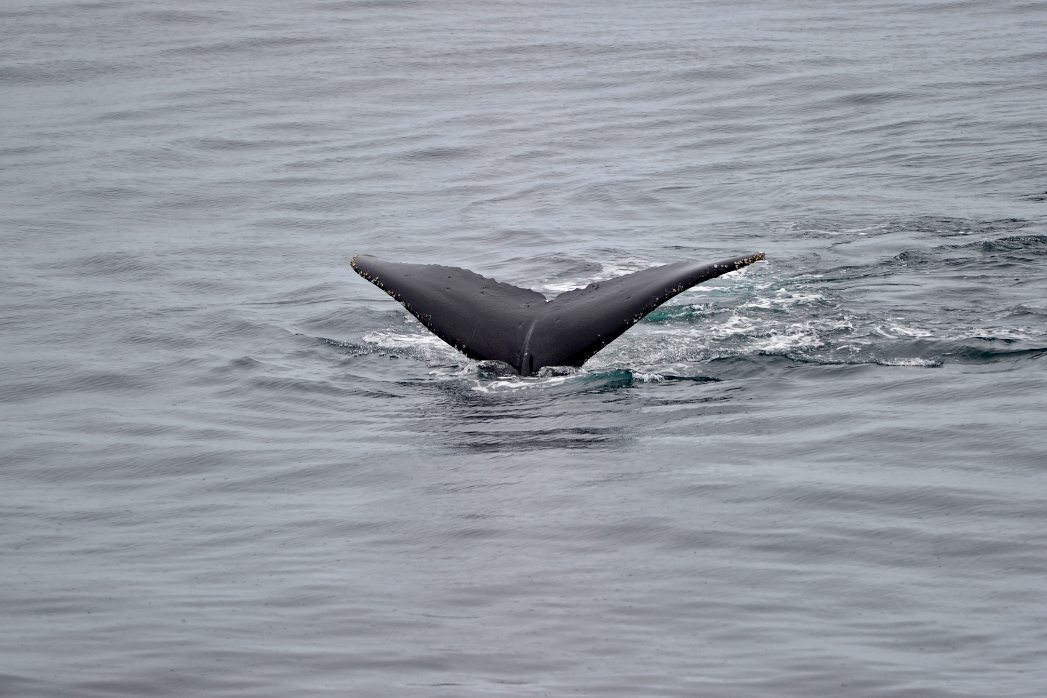 Humpback Whale Tour 1