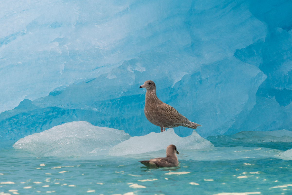 Lilliehookbreen Svalbard Adrian Wlodarczyk