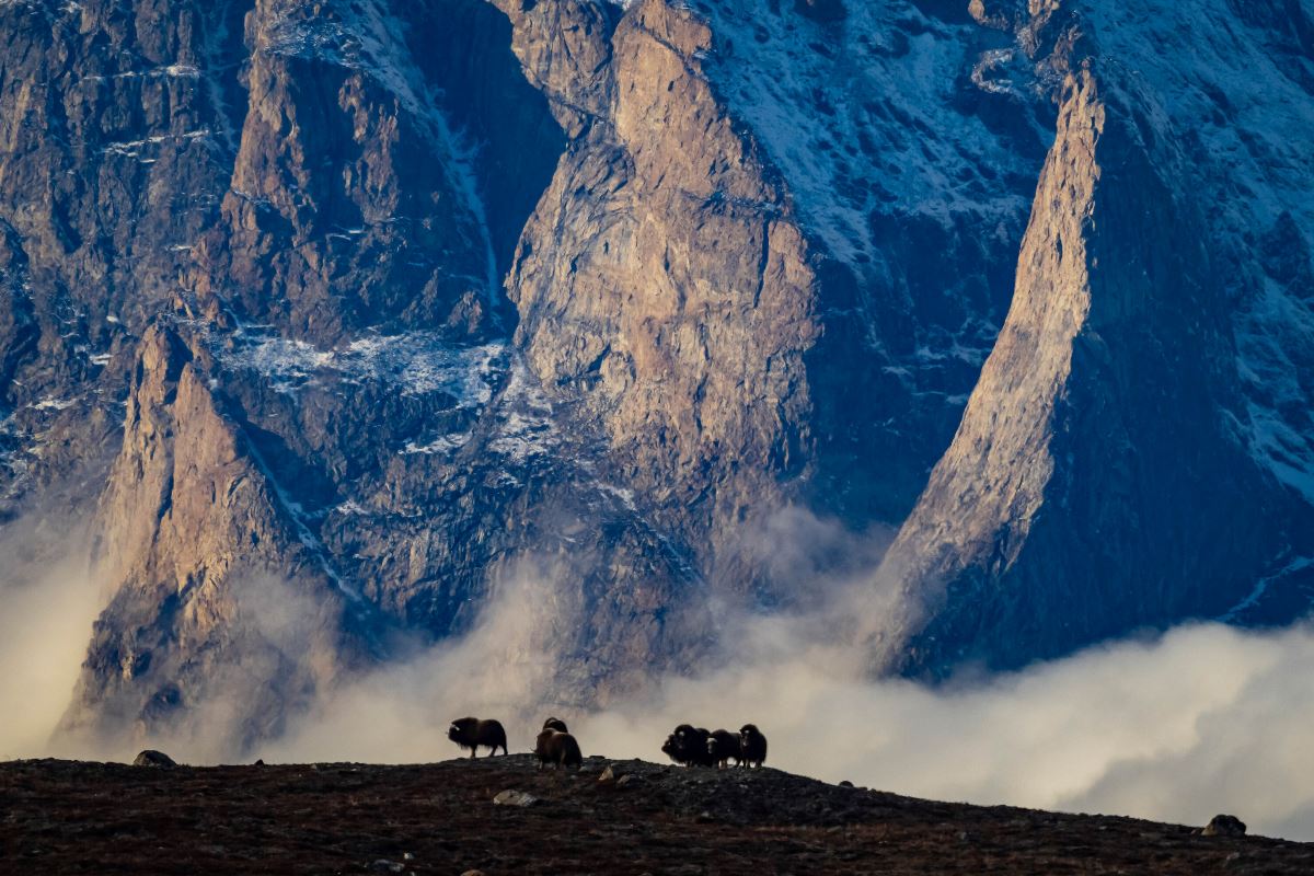 Alpefjord in Greenland
