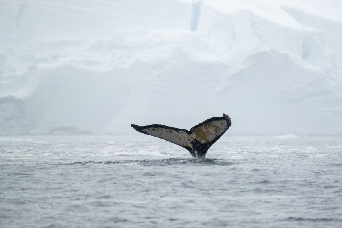 Lindblad Cove Silversea Antarctica