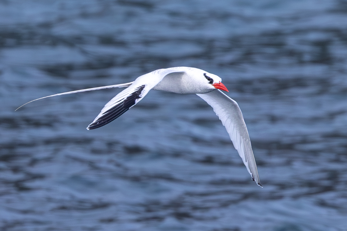 Red Billed Tropicbird