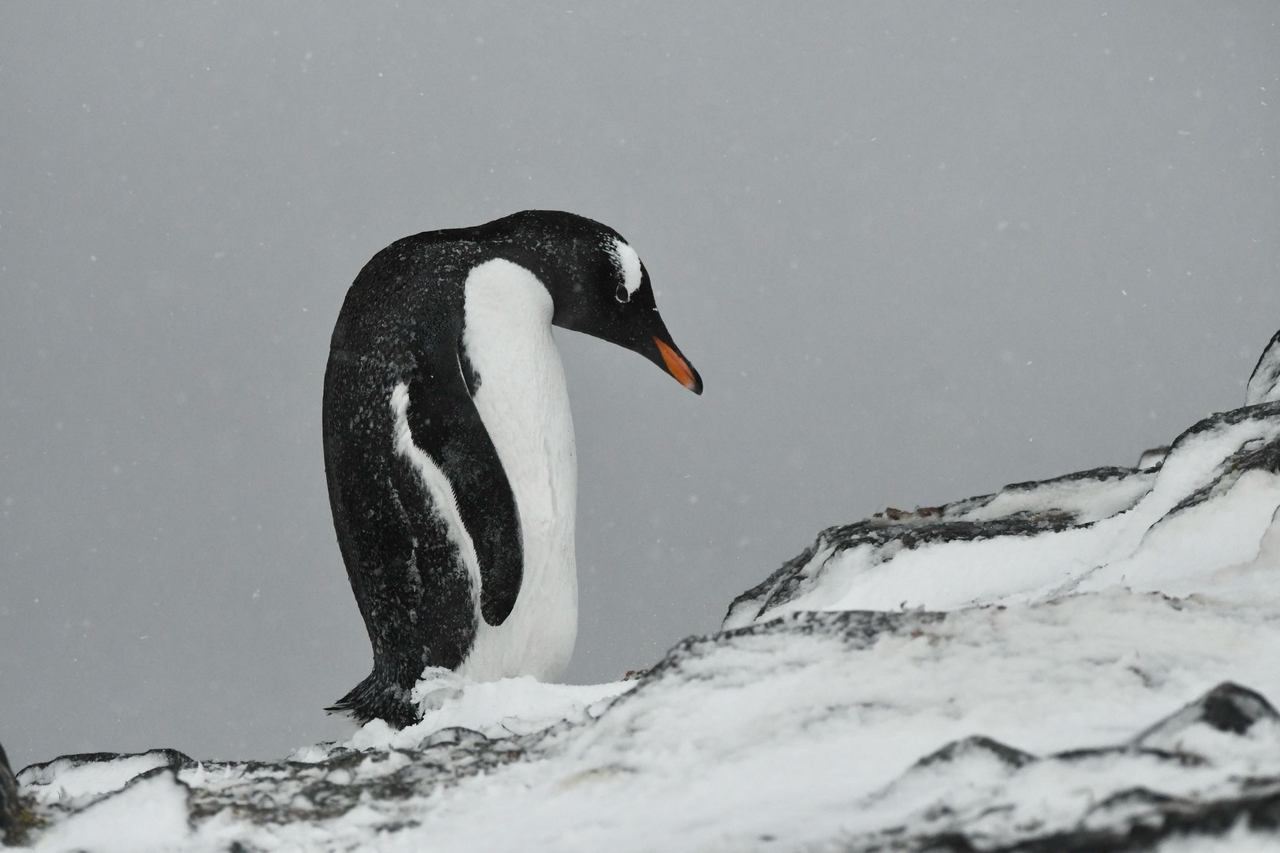 Billy In Antarctica With Gentoo Penguins 3281
