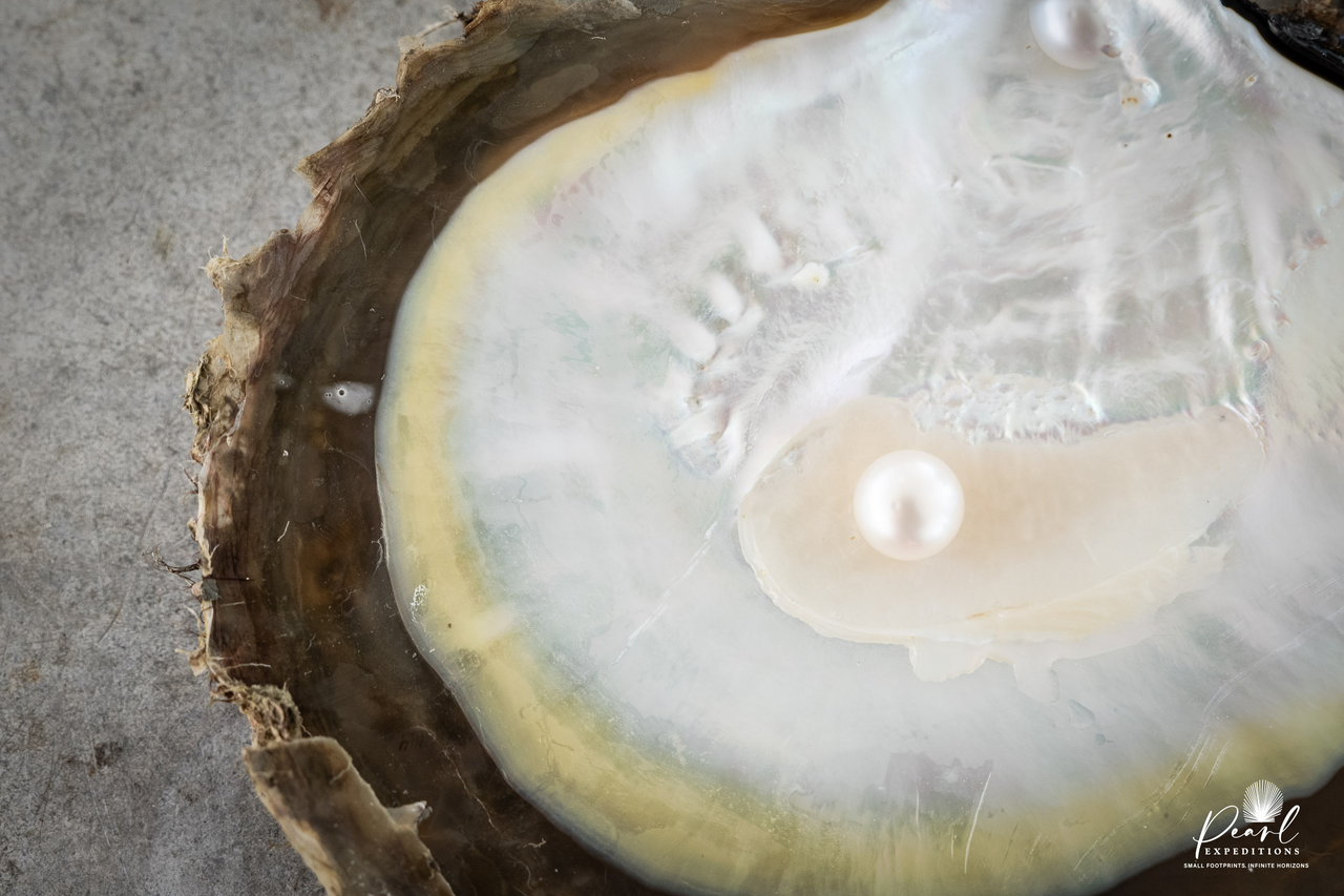 A South Sea pearl resting inside a pearl oyster