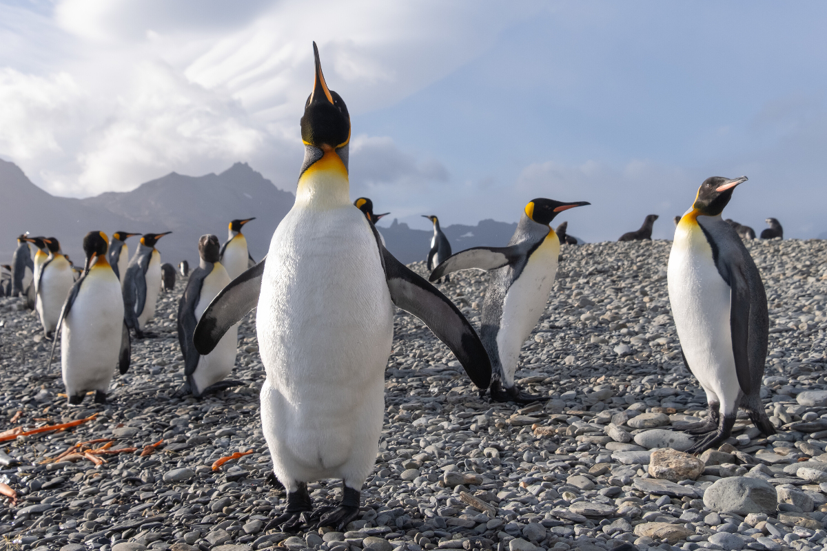 Southgeorgia Silversea Cruise