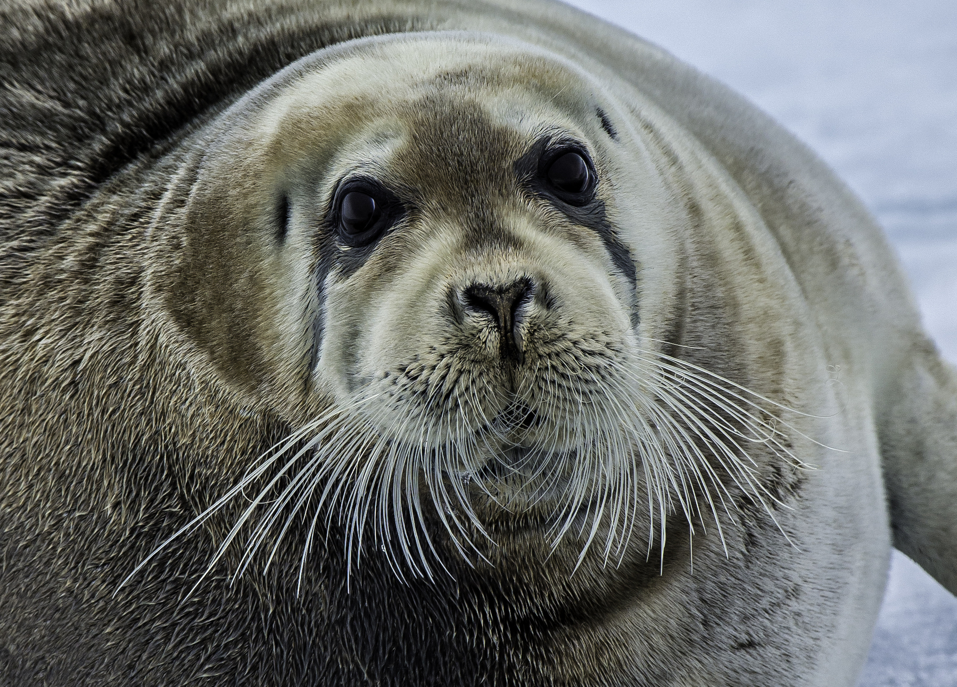 Bearded Seals