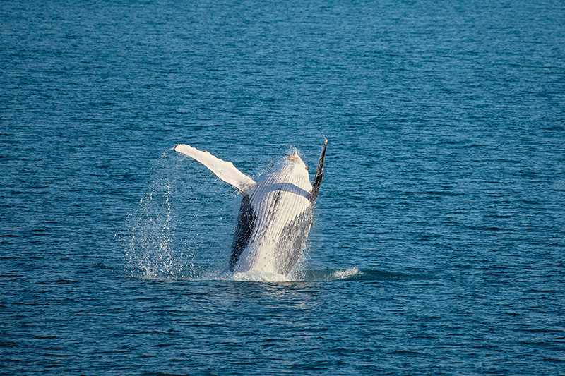 SSC Kimberley Humpback Whale Breach Silversea 2762