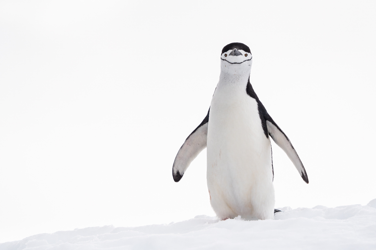 Chinstrap Penguin In Palava Poin Antarctica Silversea