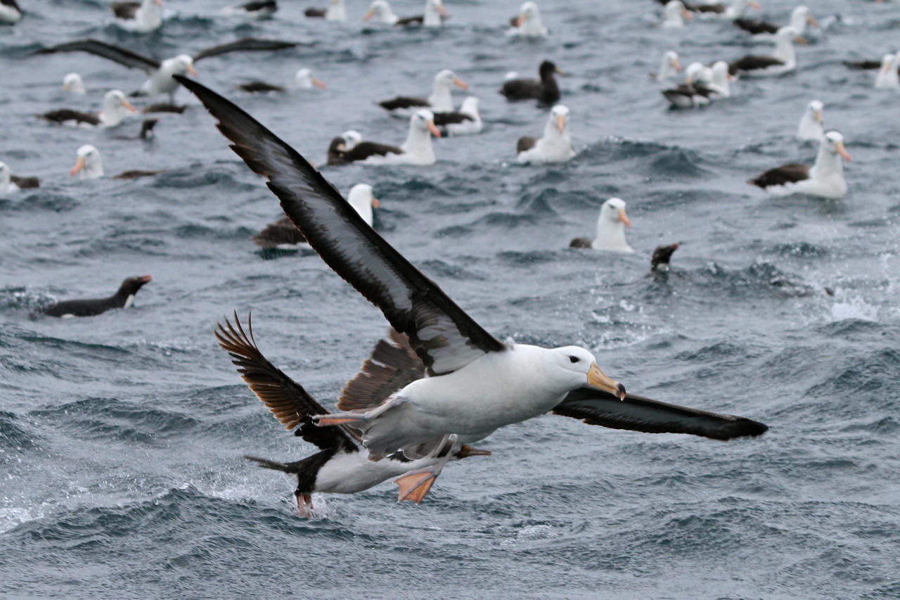 Black Browed Albatross Falkland Islands 56