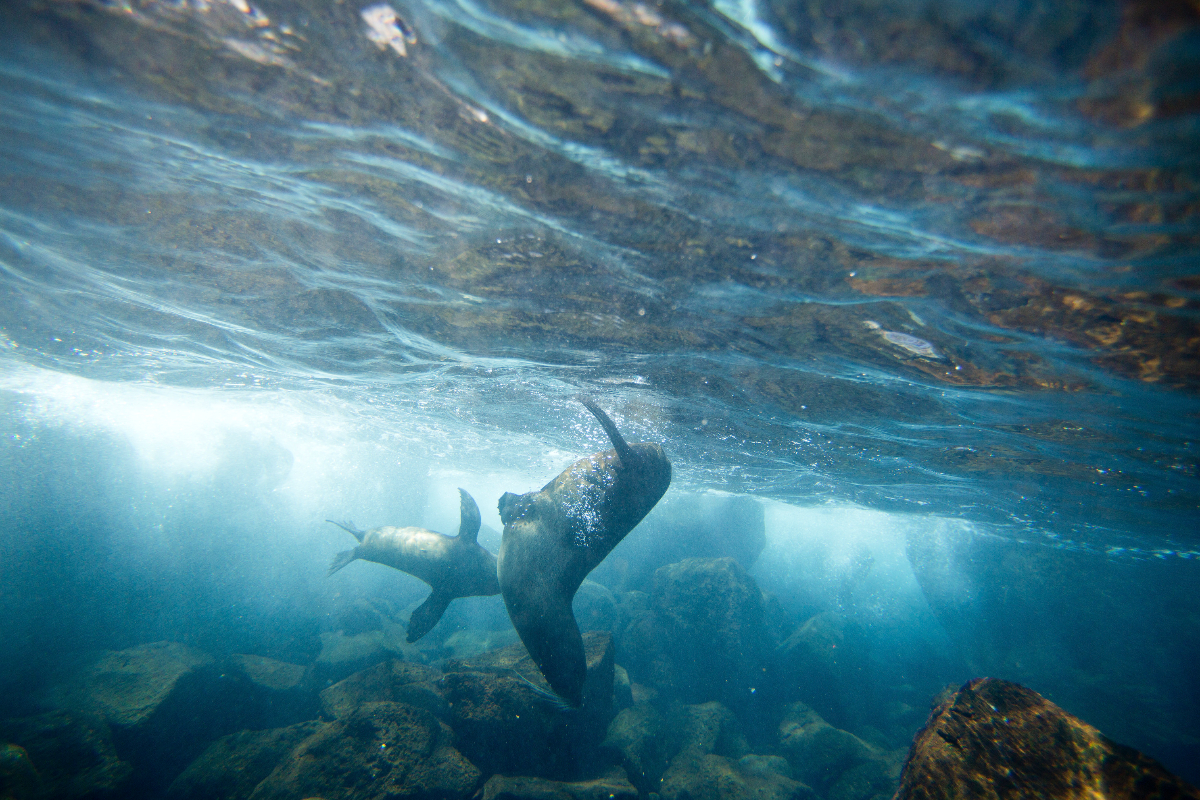 Ecuador Galapagos Underwater Sea Lions