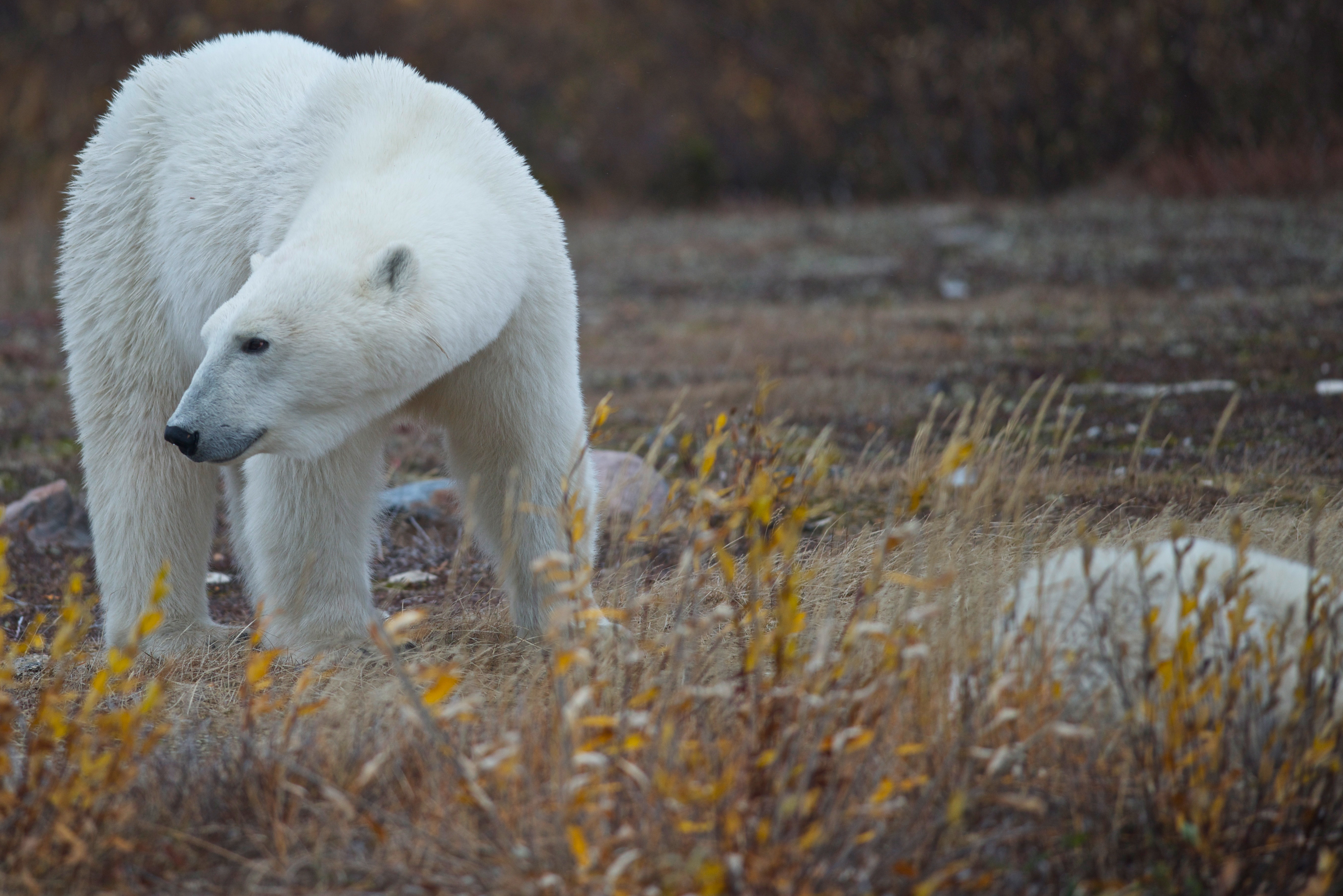 Polar Bears Arctic Canada 38