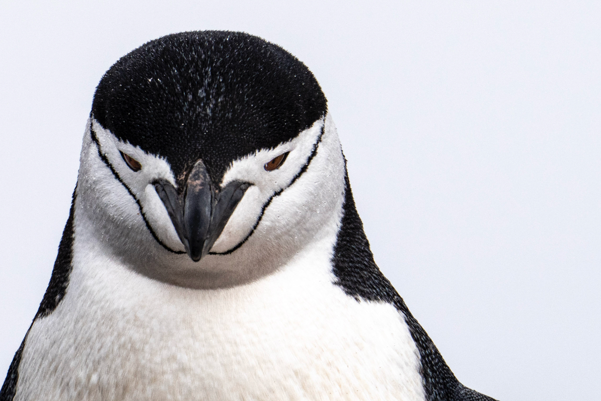 Chinstrap Penguin In Antarctica Jamie Lafferty 2264
