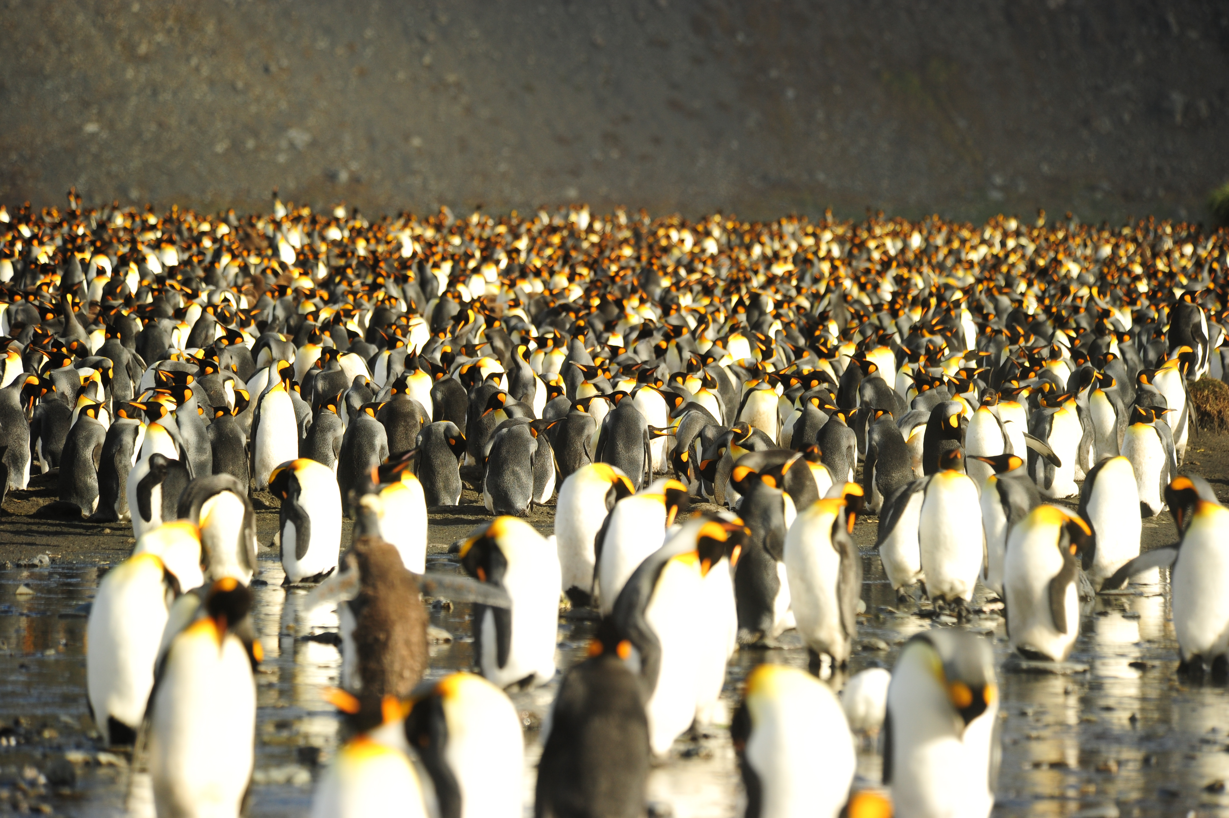 South Georgia Gold Harbour King Penguin by Mark Stratton