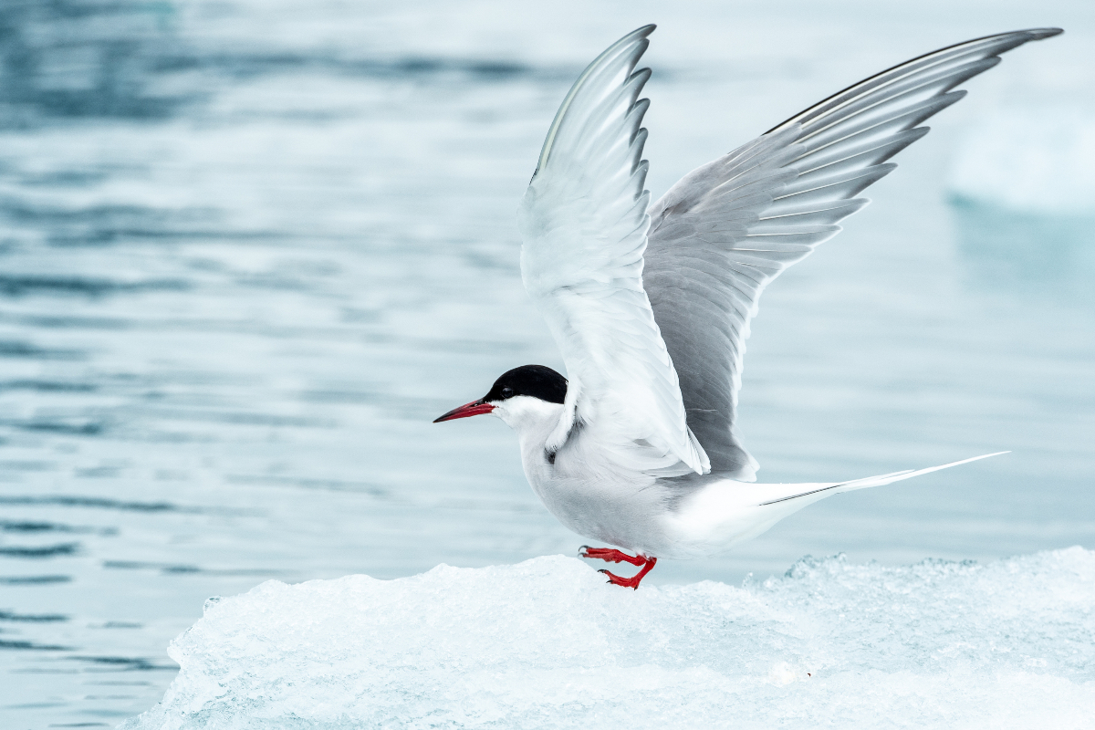 Arctic Tern In Lilliehookbreen Albatros Expeditions