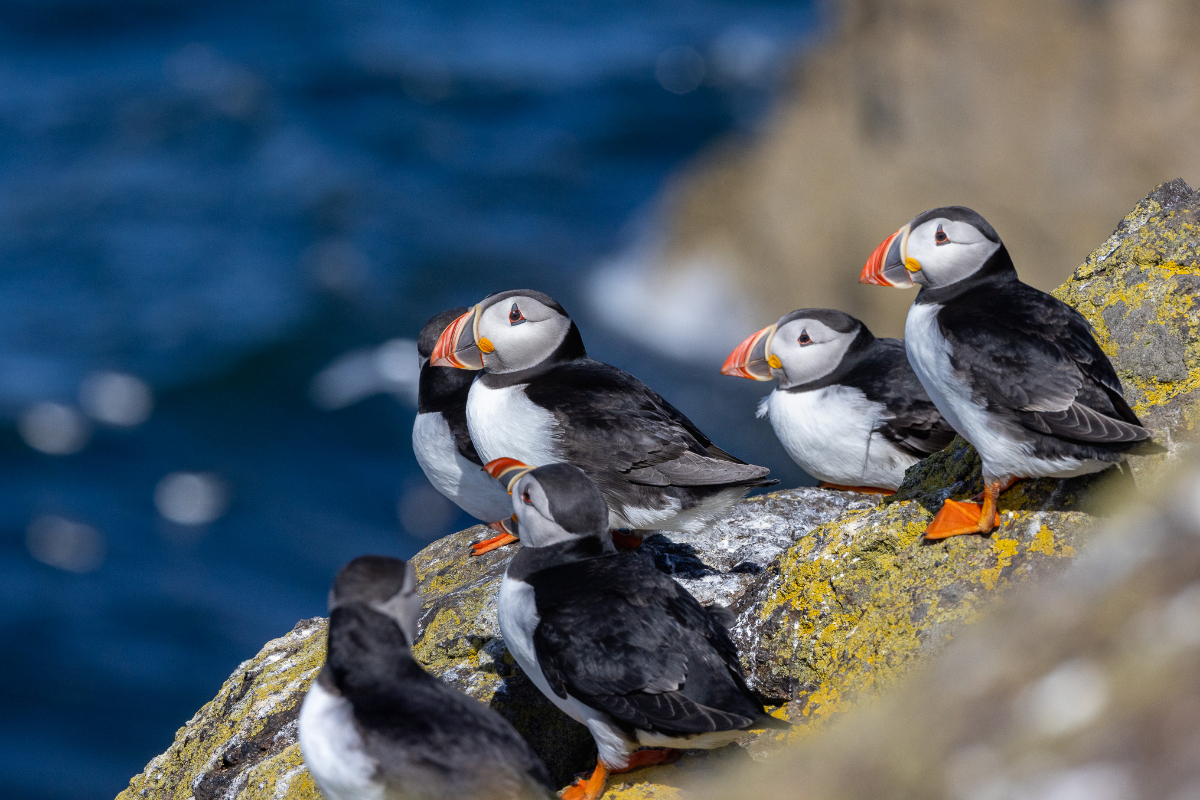 Poseidon Expeditions Puffins @Piet Van Den Bemd