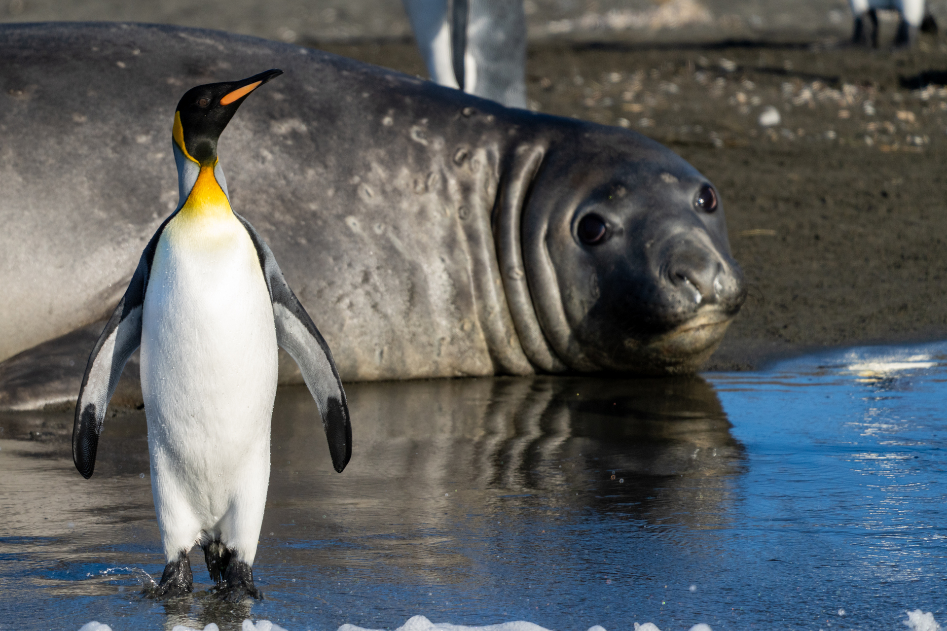 Rb King Penguins South Georgia Antarctica Jamie Lafferty Elephant Seal DSC03649 Copy 226