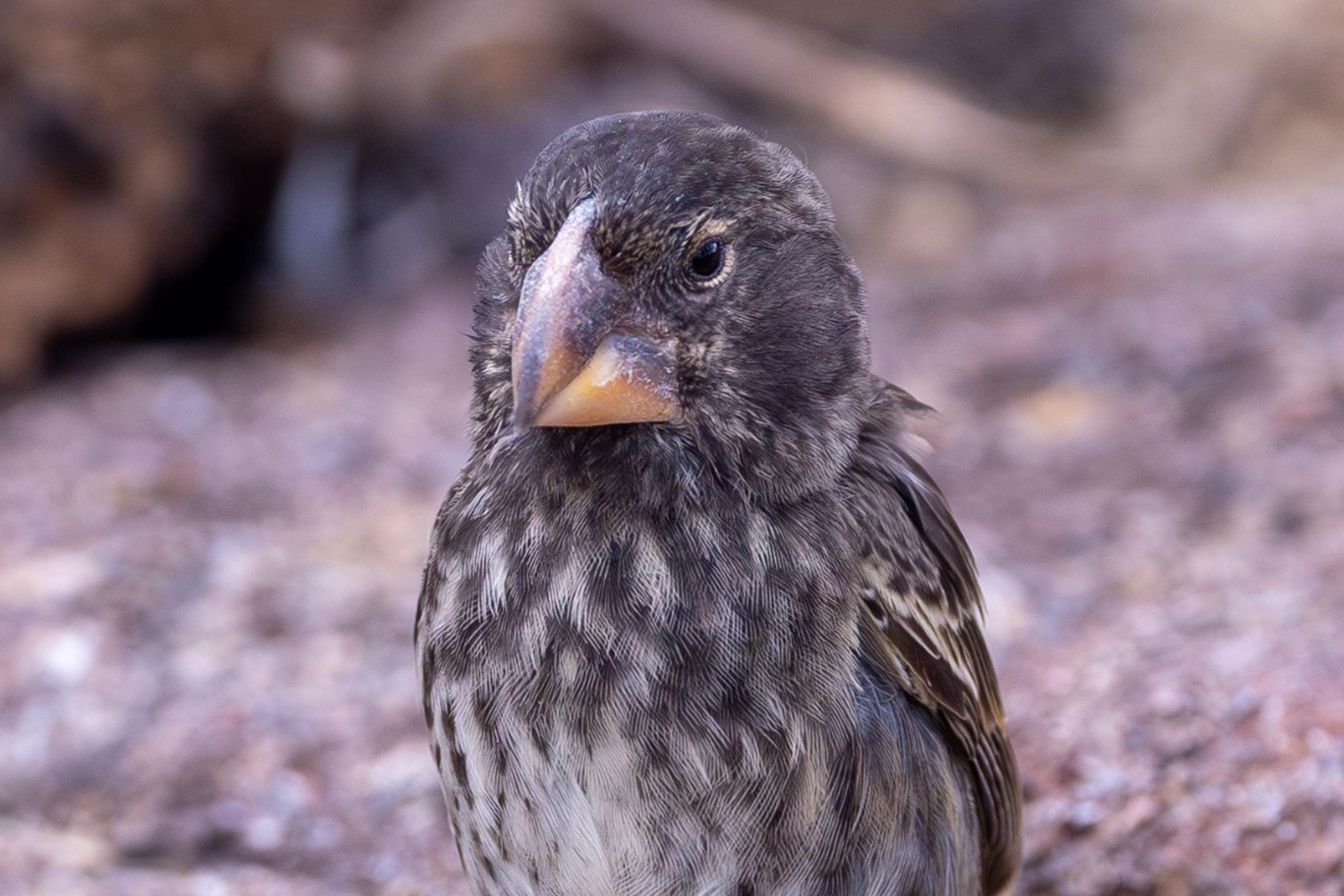 Finch Exploring Large Ground-Finch | ExplorEarth